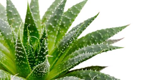 Se Soigner au Naturel – Les plantes Ayurvédiques – l’Aloé Vera