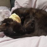 photo Leo 150x150 1