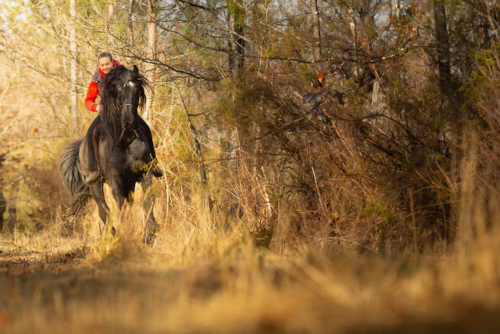 formation shantyéquine bien etre cheval et cavalier