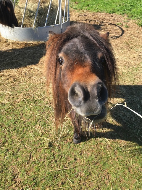 poney